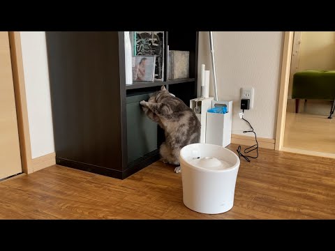 執念深い猫（最後かわいい）