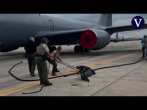 Un caimán invade la pista de aterrizaje de un aeropuerto militar y no logran apartarlo con facilidad