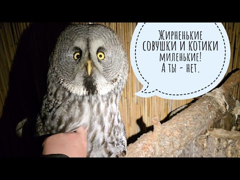 Трогаю жирненькость совы Кофи. Лицевой блинчик тоже трогаю. Сова Ёль выкинула мышь.Пёс Кубик и среда