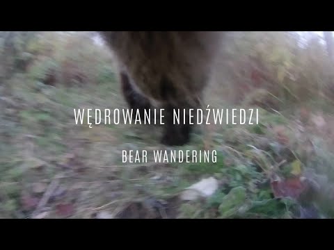 Wędrówki niedźwiedzi. TPN | LECA | Niezwykłe zdjęcia z perspektywy niedźwiedzi w Tatrach
