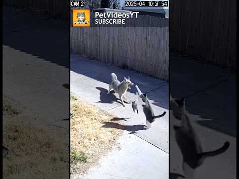 COYOTE Tries To Take Tiny Kitten! But Mama CAT Does This! 😱😭