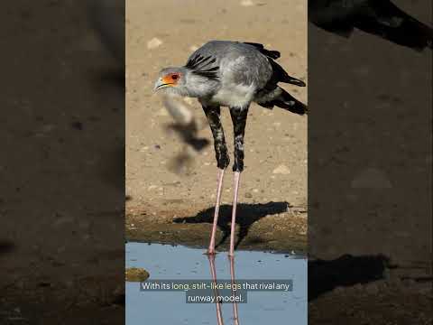 Why Is It Called a Secretary Bird? #shorts