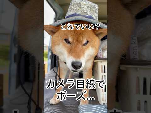 犬の動画サムネイル - ’25.6.7 話の分かる男…力丸！ #柴犬 #shibainu #柴犬の日常 #柴犬のいる暮らし #カメラ目線 #車中泊犬 #力丸