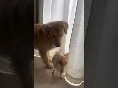 犬の動画サムネイル - お預かり犬のさくらたん、帰ってしまいました🥺多頭飼いもアリだなって思った数日でした🤣#ゴールデンレトリバー #大型犬のいる暮らし #ゴールデンレトリバーのいる生活 #goldenretriever