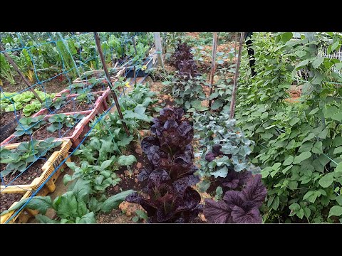 Thu hoạch ĐẬU COVE LÙN, trồng rau thuận theo tự nhiên.