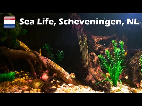 Sea Life Scheveningen 2023 (161)