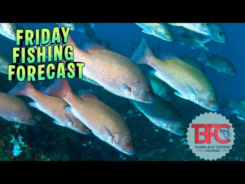 Tampa bay friday fishing forecast! video thumbnail
