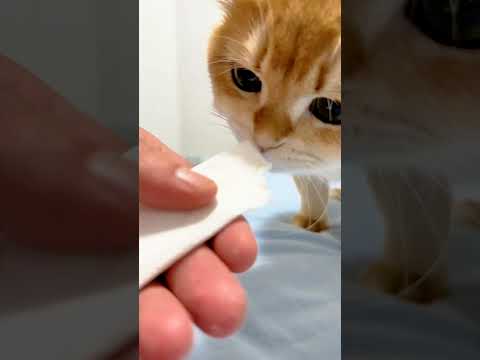 Cat video ! cat voice ! cat sound ! cat meowing #shorts #youtubeshorts #cat #cats #catsound