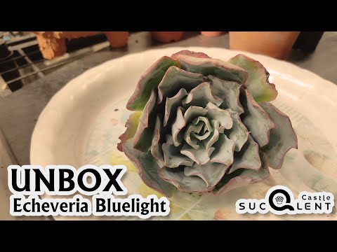 UnboxSucculentEP.13:เปิดกล