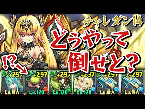 【最終日】はじめてのチャレダン14【パズドラ】