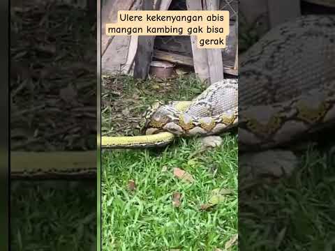 Ulere kekenyangan abis makan kambing gak bisa gerak