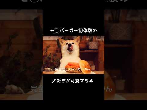 これが…犬界のグルメ王🐕🍔 #柴犬
