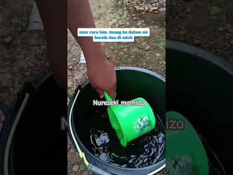 kegunaan Sasa untuk tanaman #shorts #budidayatanaman #bunga #plants #garden #gardening #sasa #fypシ