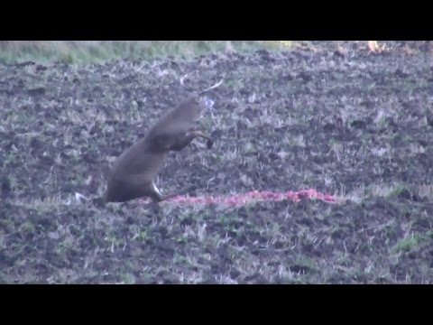 BIG BUCK comes BACK TO LIFE / lazarus video thumbnail