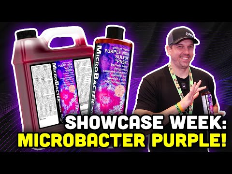 Introducing MicroBacter Purple! The ULTIMATE Bacte In today's video we continue the week of uploads from RAP Orlando 2025, and we get to take a better 