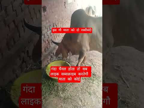 इस गौ माता को दो रस्सीबंदी #13million #cow #motivation #100millon #gaumata #animals #indiancow