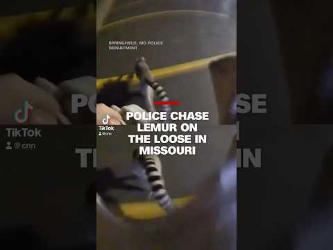 Two Missouri police officers were called out to investigate a furry friend in the road.