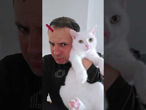 #киса #cat #animallovers #юмор #моякошка #catlovers #shorts #fyp #shortvideo #top #cats #kitten #топ