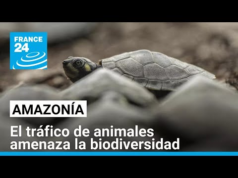 La ciudad peruana de Iquitos, foco del tráfico de fauna de la Amazonía