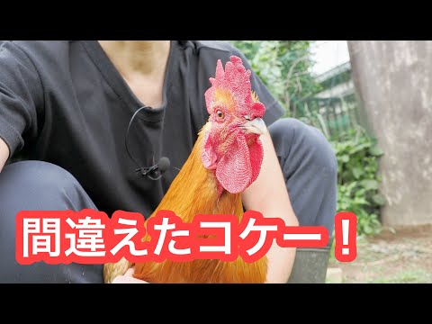 【悲報】もう草刈れない、みんなで食べるピヨ