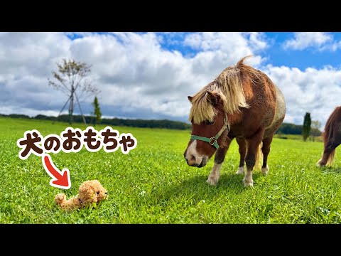 初めて見る謎の物体!ミニチュアホースたちの反応は!?