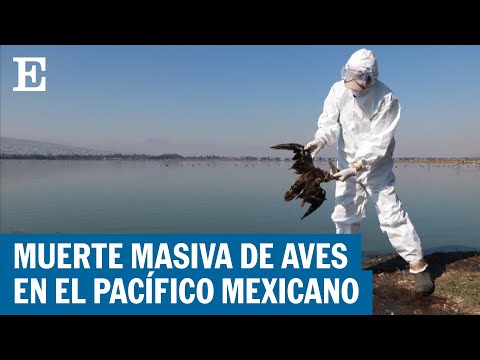 Mueren cientos de aves en las costas mexicanas | EL PAÍS