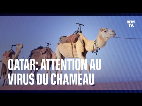 La menace du virus du chameau sur le Mondial de foot au Qatar
