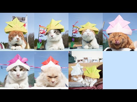 猫の動画サムネイル - こどもの日　折り紙兜のせ猫　2024　250505
