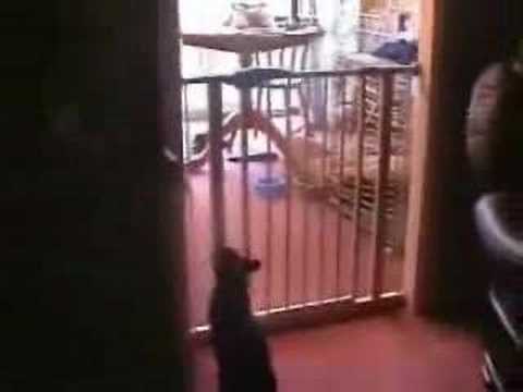 Video: Ir katinai - Būna adaptuoti