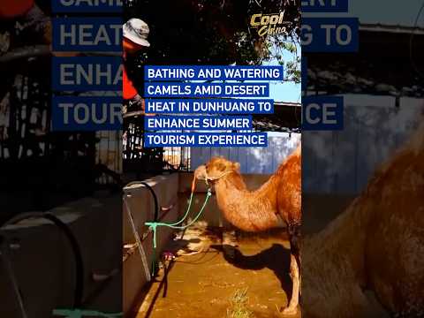 Bathing and watering camels amid desert heat in Dunhuang to enhance summer tourism experience