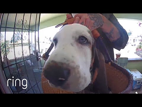 Dog’s Boop With Ring Video Doorbell is too Adorable! | RingTV