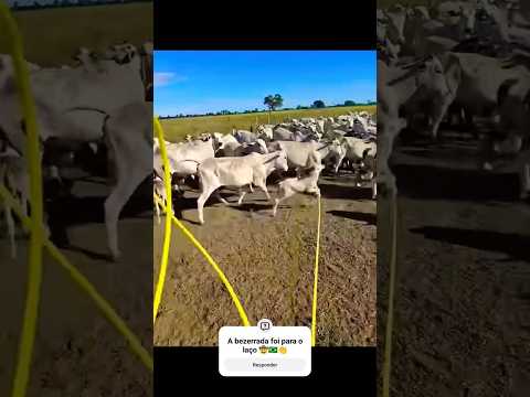 A bezerrada foi para o laço 🤠🇧🇷👏 #gado #agro #shortvideo #fazenda #shorts #viralvideo #boi #viral