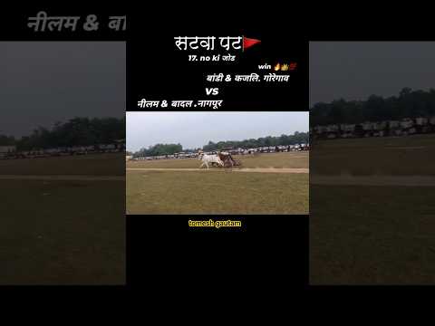 (सटवा पट) नीलम & बादल / बांडी & काजली win 💯#bailgada #cow #bullfarm #bailgadapremi #farming #shorts