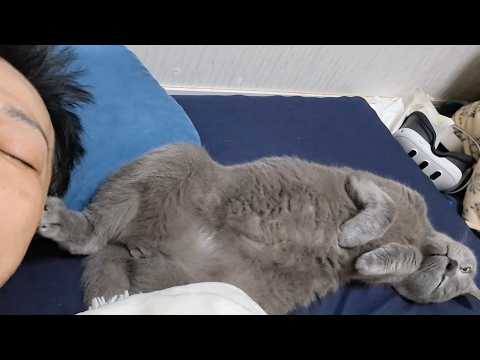 蹴りで起こされる飼い主
