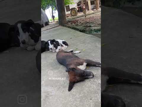 #funny #comedy #viralvideo #cute #kalu