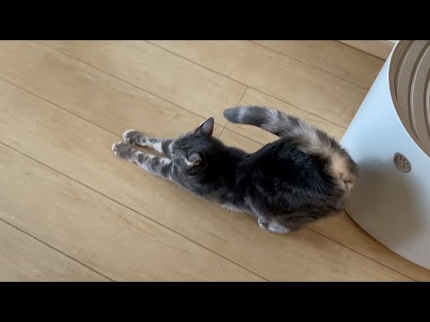 猫のすべり台ポーズ大好き！