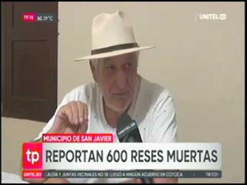 04102024   SAN JAVIER REPORTA 600 RESES MUERTAS   UNITEL