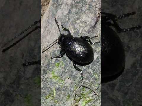 It's a mysterious beetle that I dont know what species it's apart of
