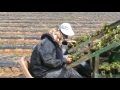 Клубника: Sugartown Strawberries Planting Strawberries for Next Spring