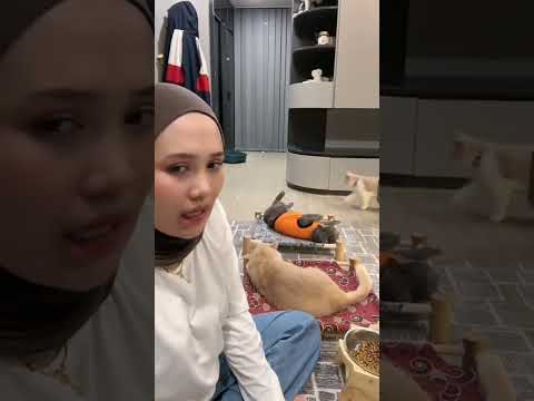 poby marah2 mulu dah #semuaorang #kucing #pororo #fypシ #kucinglucu #fypシ゚viral #cat