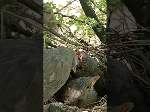 Wild babbler bird babies will fly leave soon (p 1) #shorts