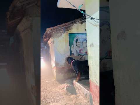 Auto Rickshaw Driver Shocked by Rottweiler’s Rage 😱 #Rottweiler #DogAttack ViralVideo #Trending