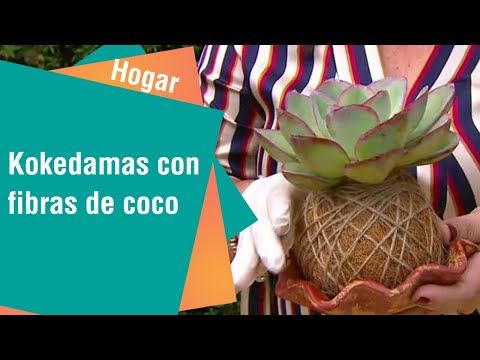 Elabore kokedamas con fibra de coco | Hogar