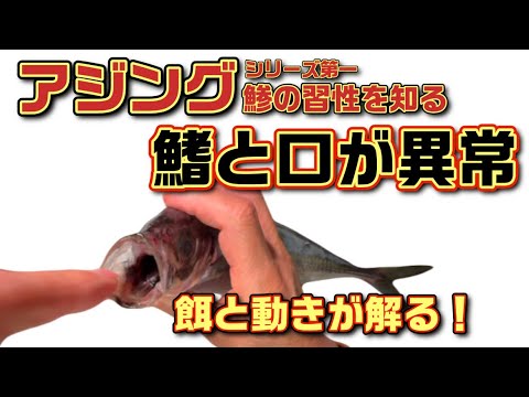 【アジング考察】#01鯵の習性を知る。「道具より魚を知ると自ずと魚に出会える」