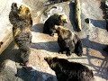  [Japan] hokkaido - funny bear from bear farm