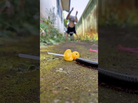Let’s find out what happens when I drop this lollipop near the sleeping centipede#shorts#centipede
