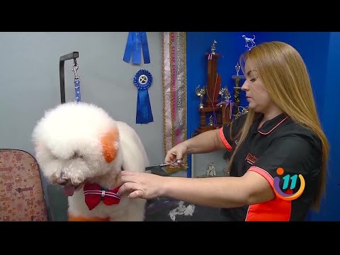 Una peluquería para mascotas que hace todo tipo de cortes y tintes