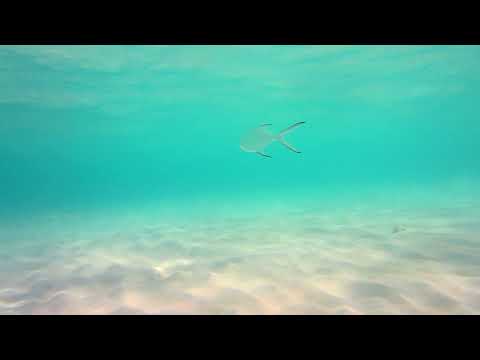 Sleep Music 1 Hour Series  ③ - Underwater Music  Aqua music