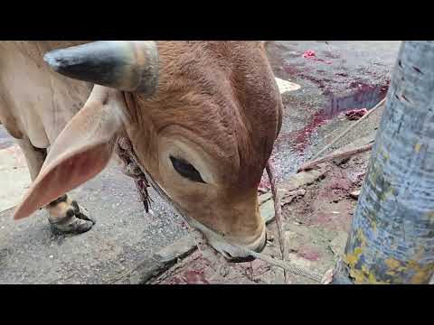 Red Cross bull❤️ Qurbani 2026 _ Part - 08 _ Gramsico Porcelaina BD.