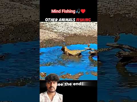 Jungle Love😘 #animals #short #jungle #love #shorts #hunter #fishing #bear #birds #attack #shortsfeed